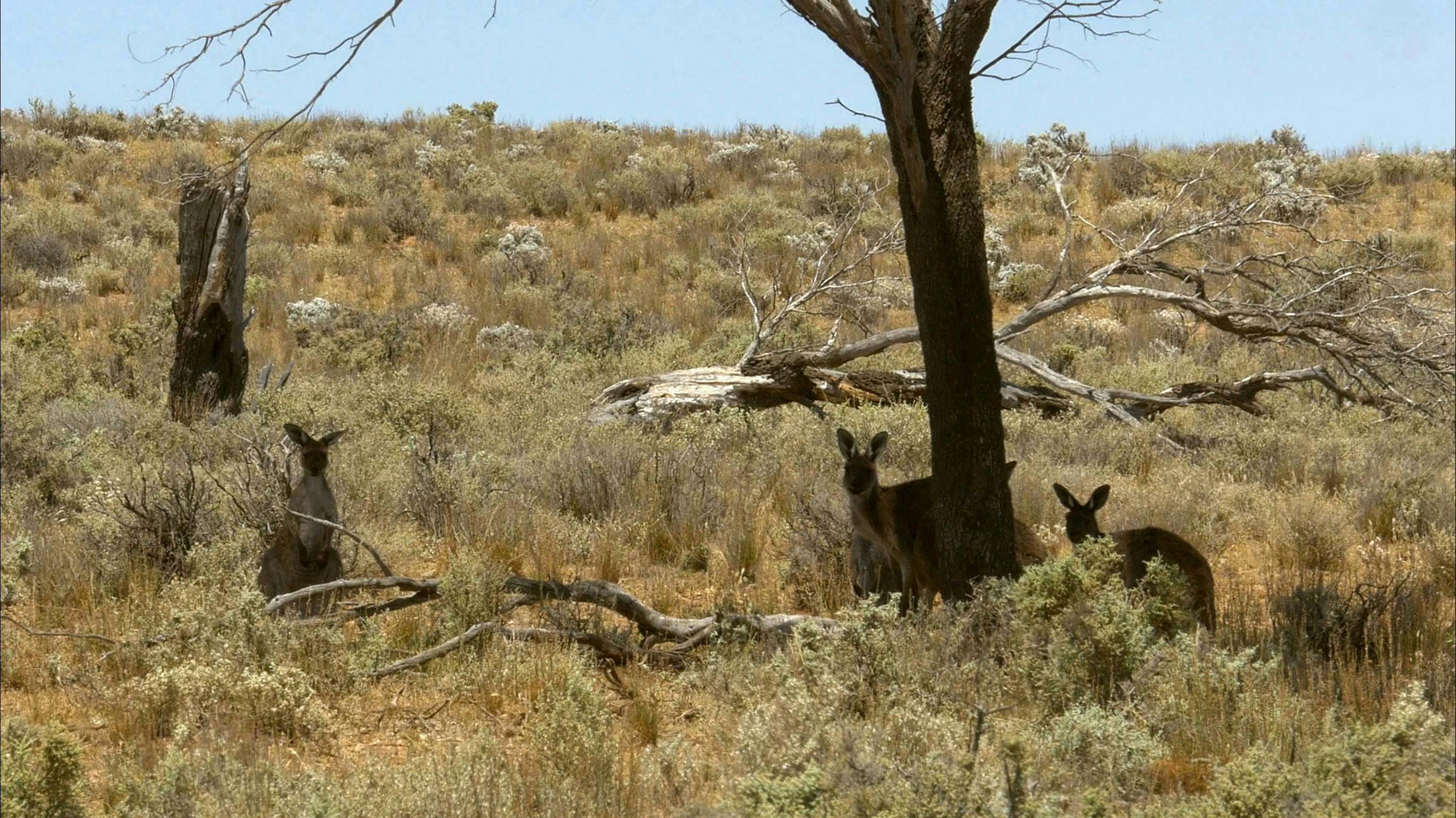 Kangaroos, Ngadjuri Country SA