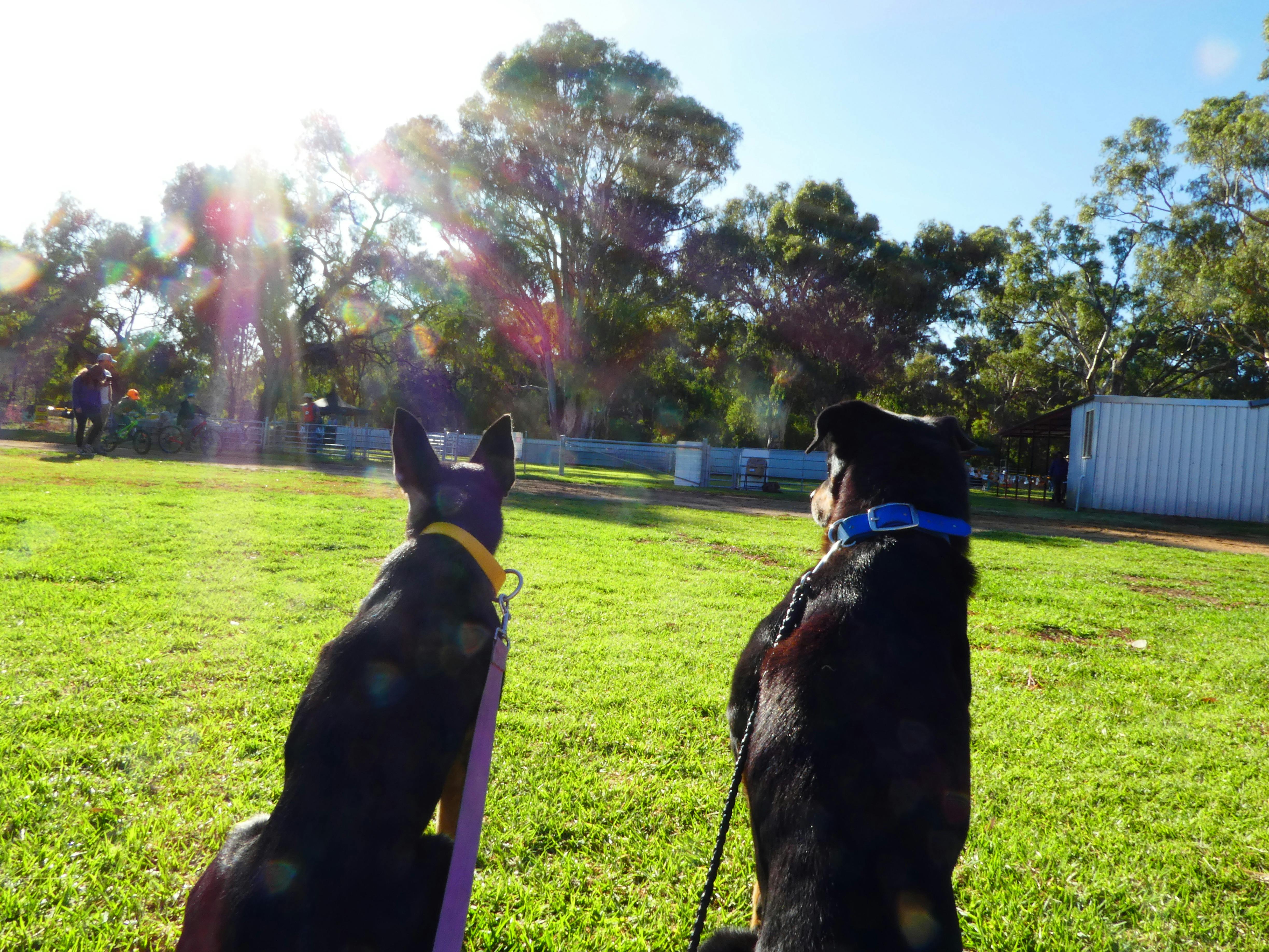 Australian Yard Dog  Championship & National Kelpie Field Trial Championship