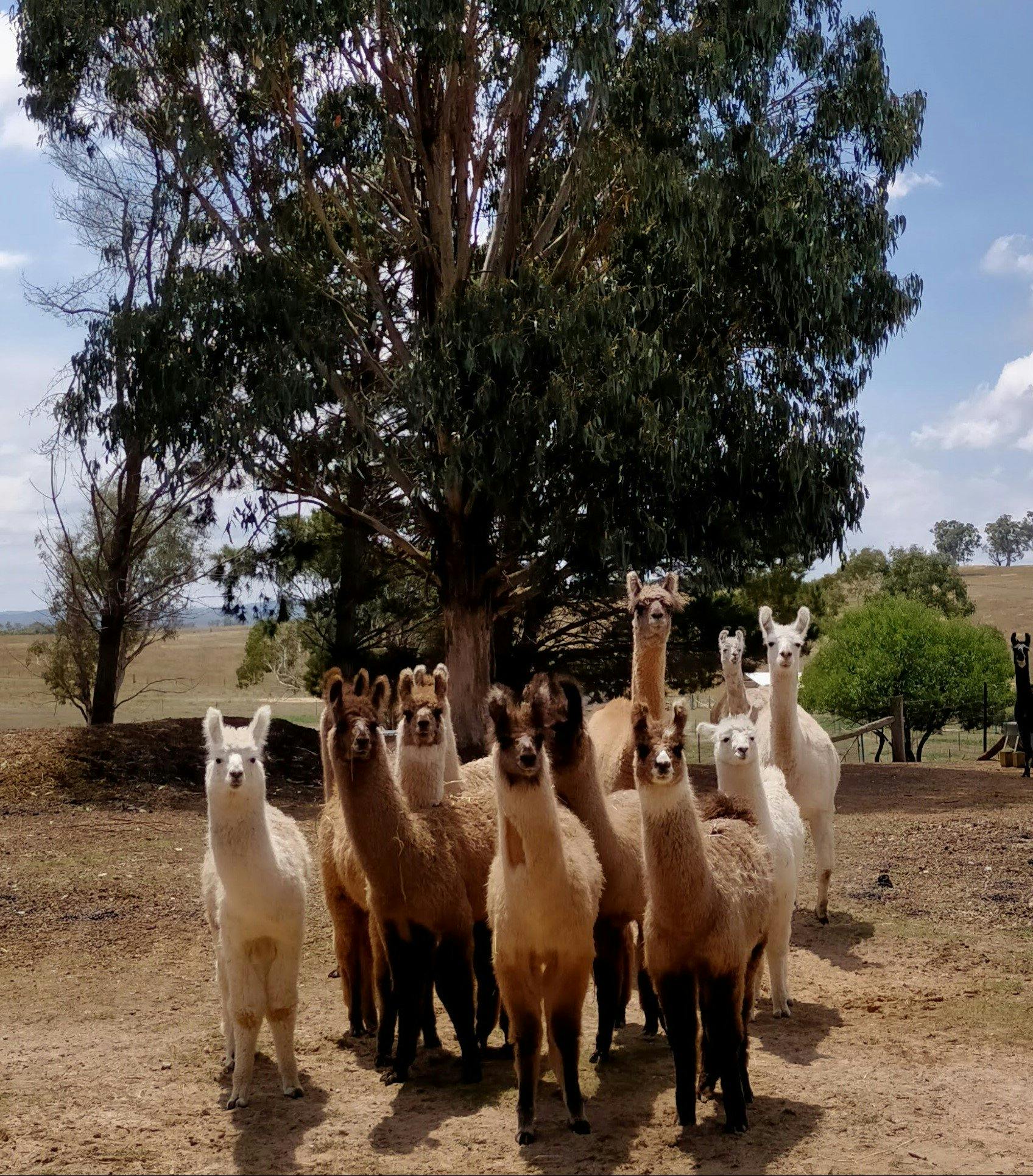 Image for Alpaca Magic – Llama Magic – Donkey Magic