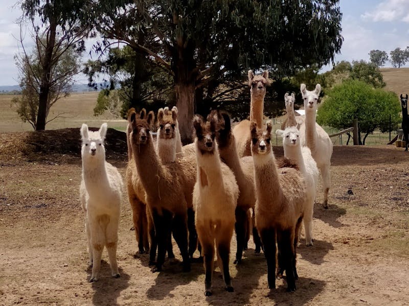 Image for Alpaca Magic – Llama Magic – Donkey Magic