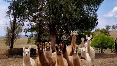 A group of around 15 llamas from babies to adults grouped together and looking towards the camera