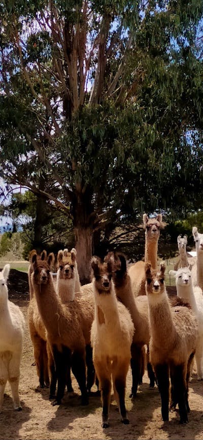 A group of around 15 llamas from babies to adults grouped together and looking towards the camera