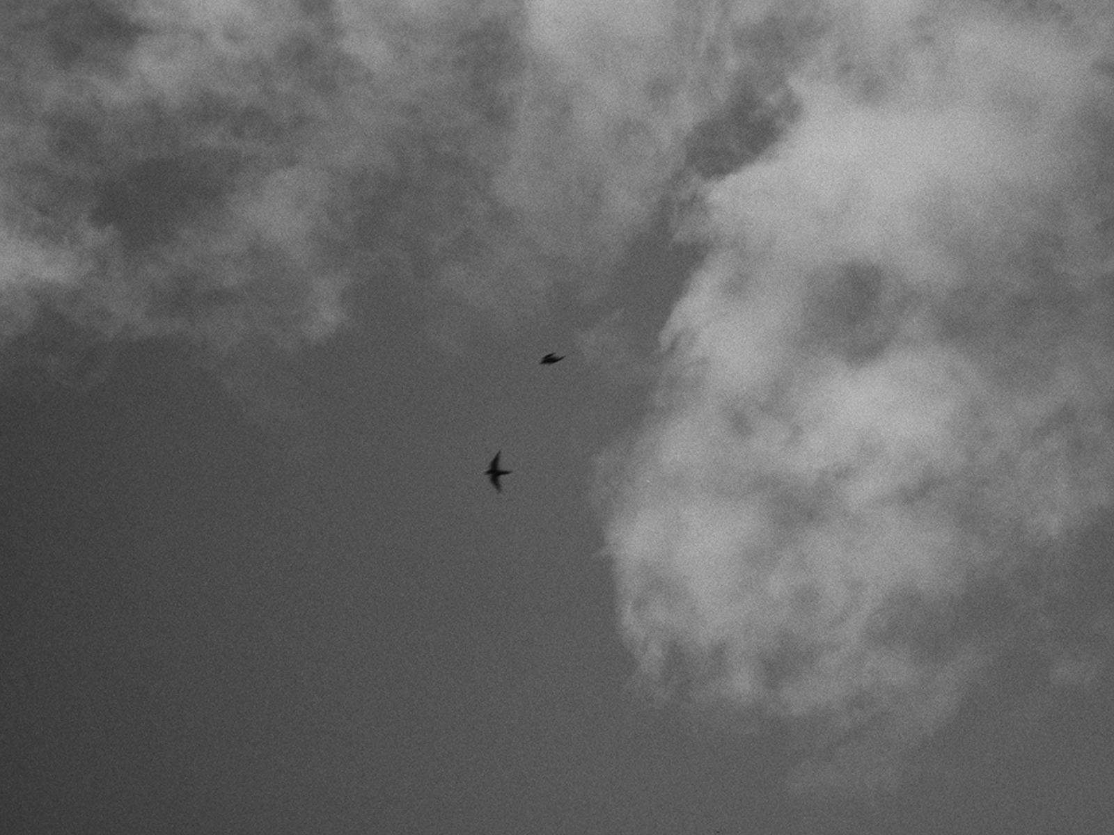 Black and white image of two birds flying in the sky taken from below