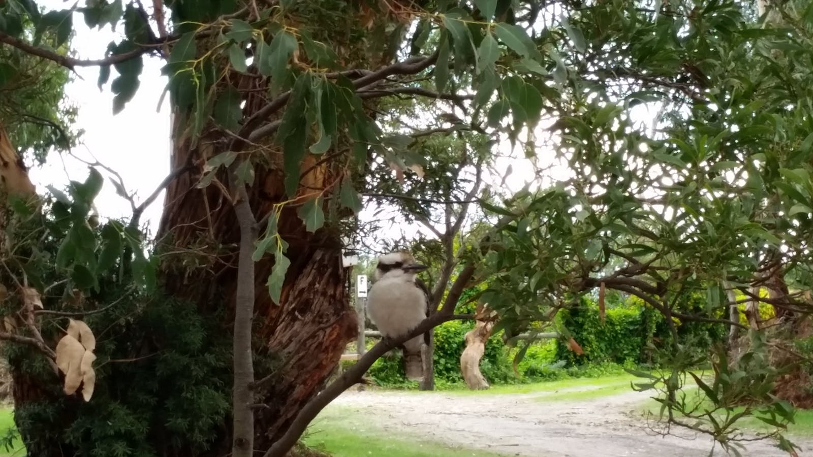 Kookaburras are common here