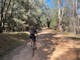 Cyclist on rusty coloured gravel road, through bushy scrub, trees