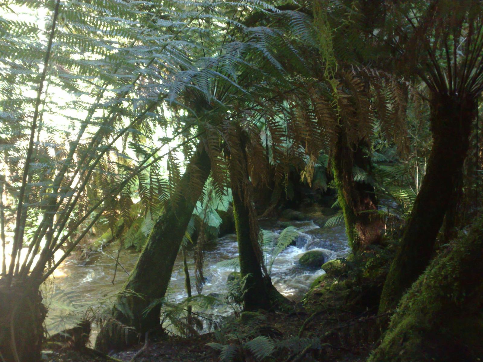 West Coast Wilderness