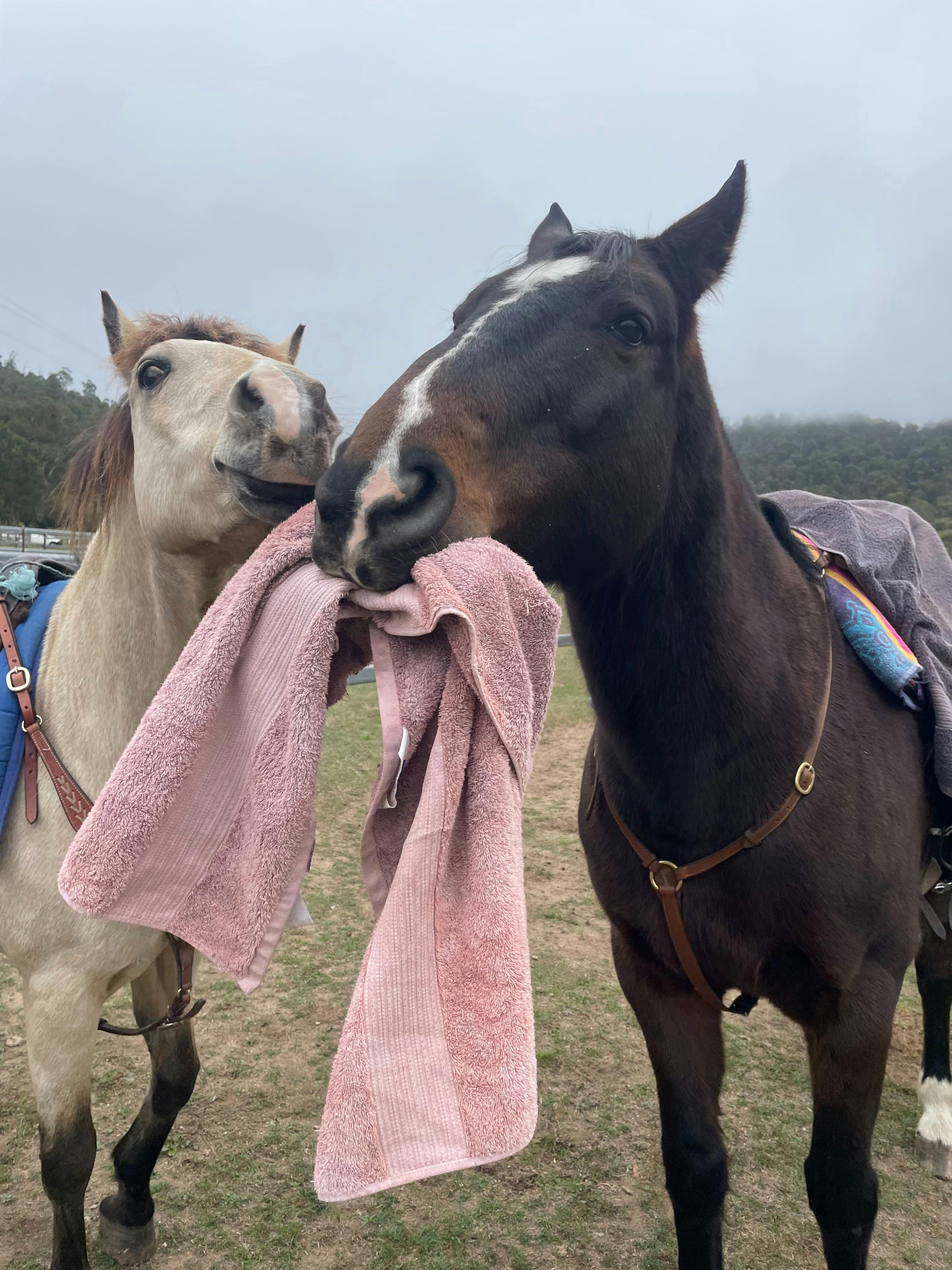 ポニー乗馬