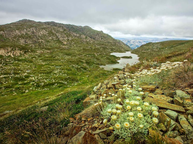 Main Range walking track, Kosciuszko National Park