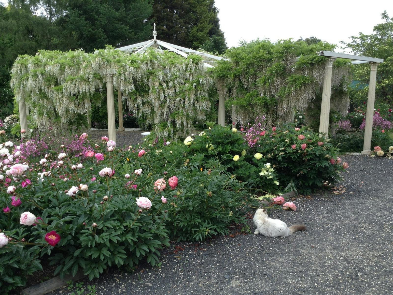 Peonies and Wisteria Pavilion in December