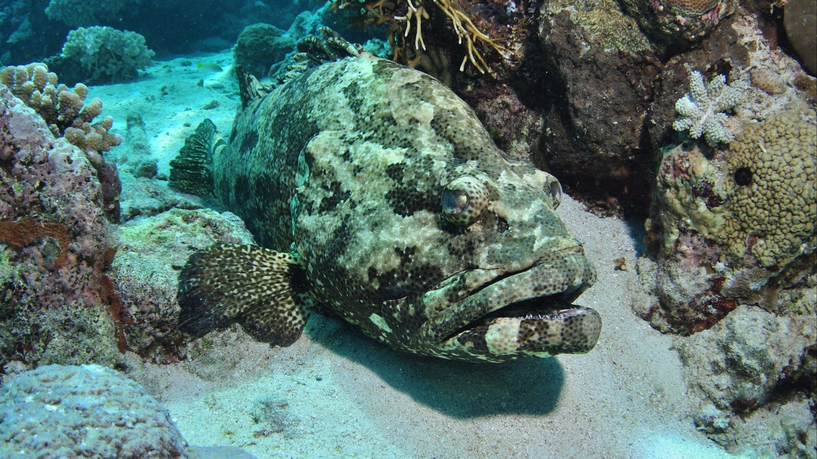 Cobia Hole Dive Site