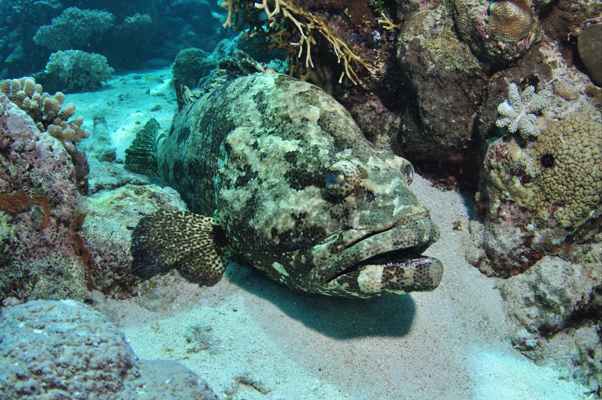 Cobia Hole Dive Site