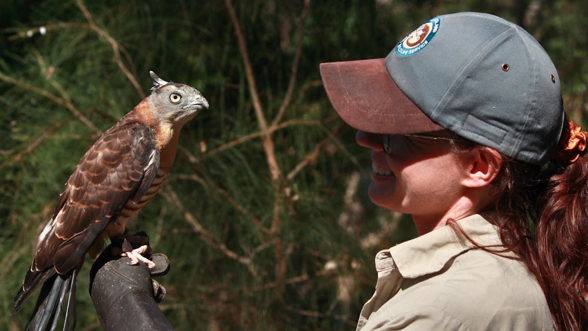 A Ranger holding up a Pacific Baza bird perched on their glove.