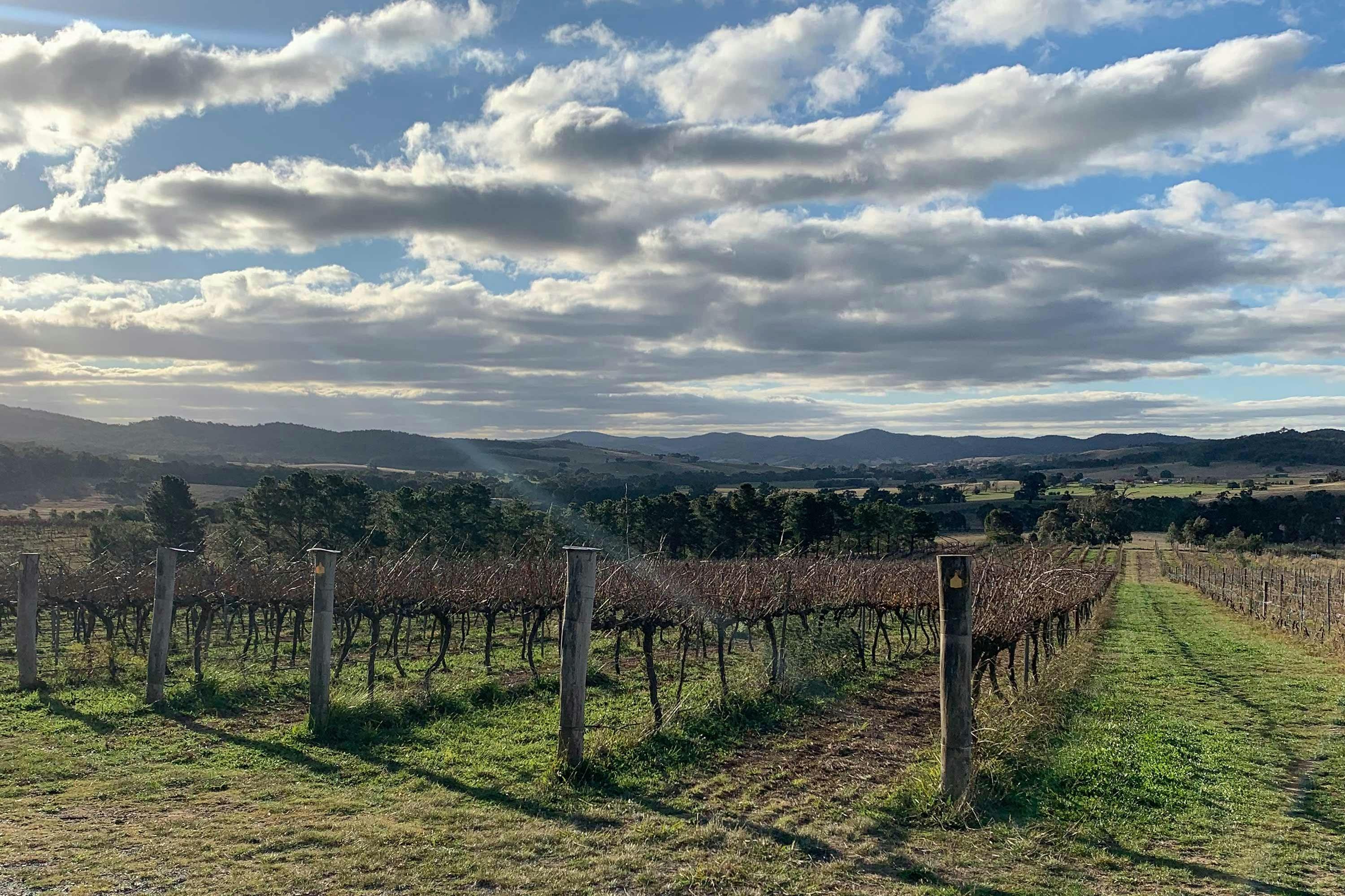 Vineyeards at Yarrh in Autumn
