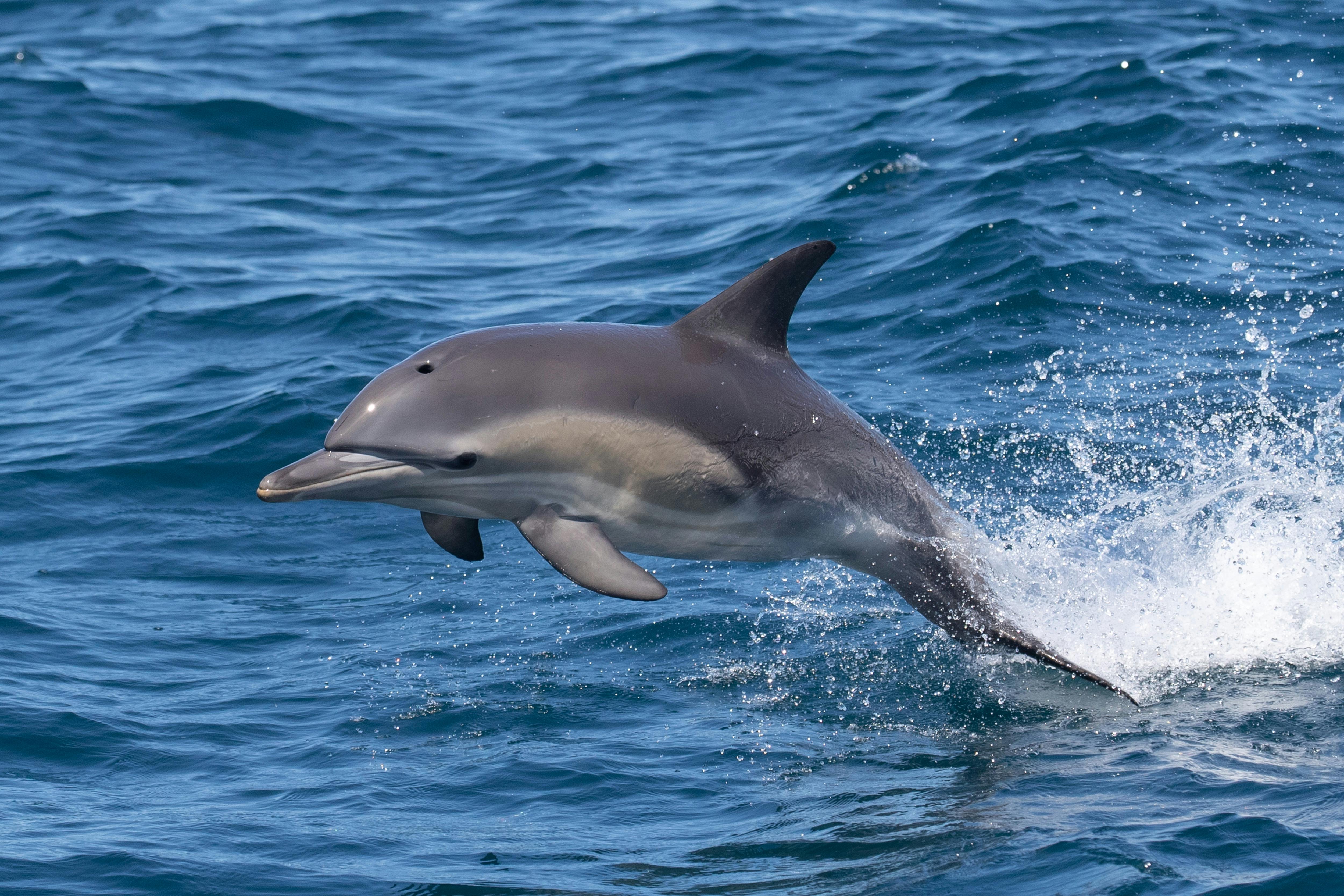 Dolphin, Bermagui Whale Watching Cruise, Sapphire Coastal Adventures 2021