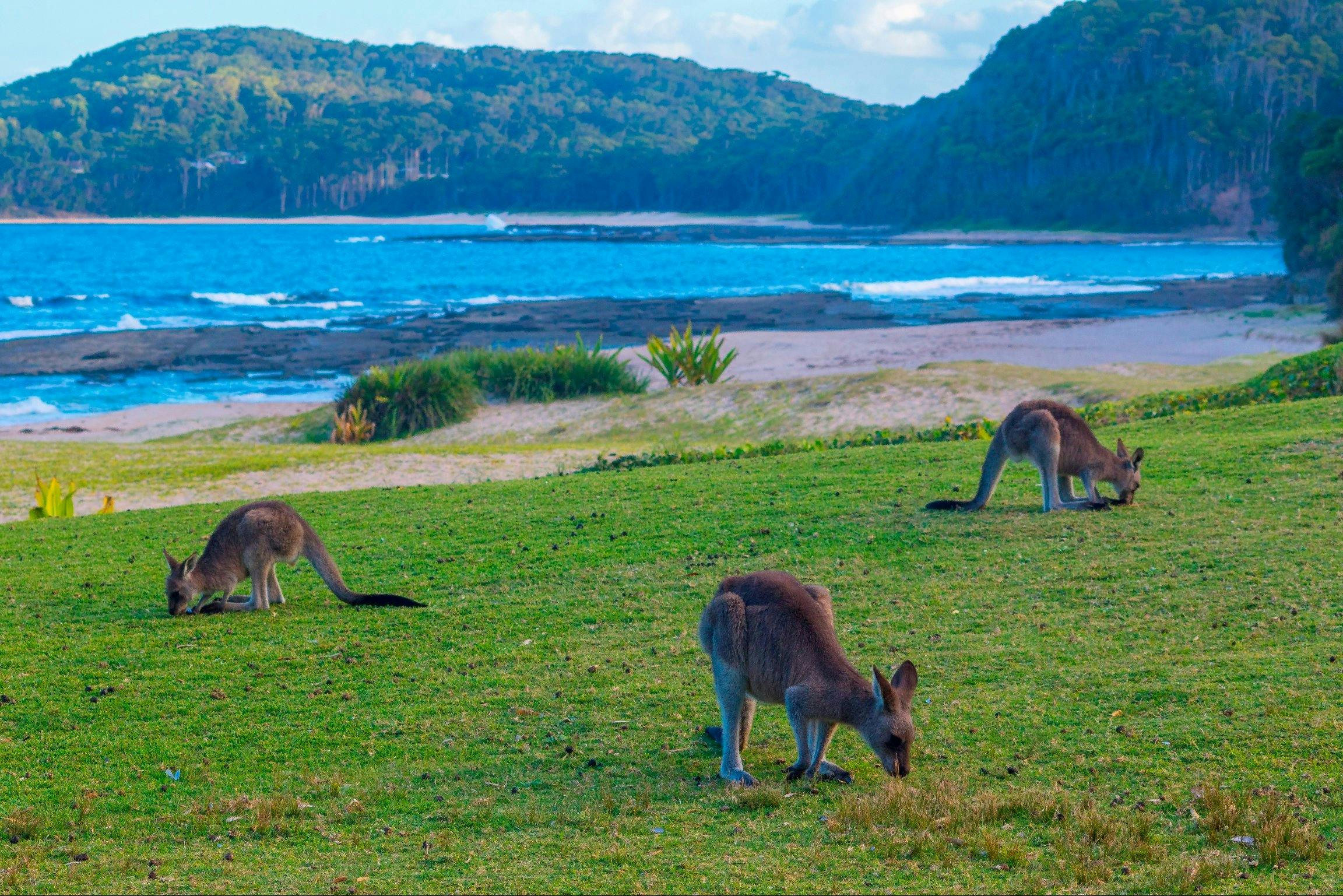 Pebbly Beach Kangaroos