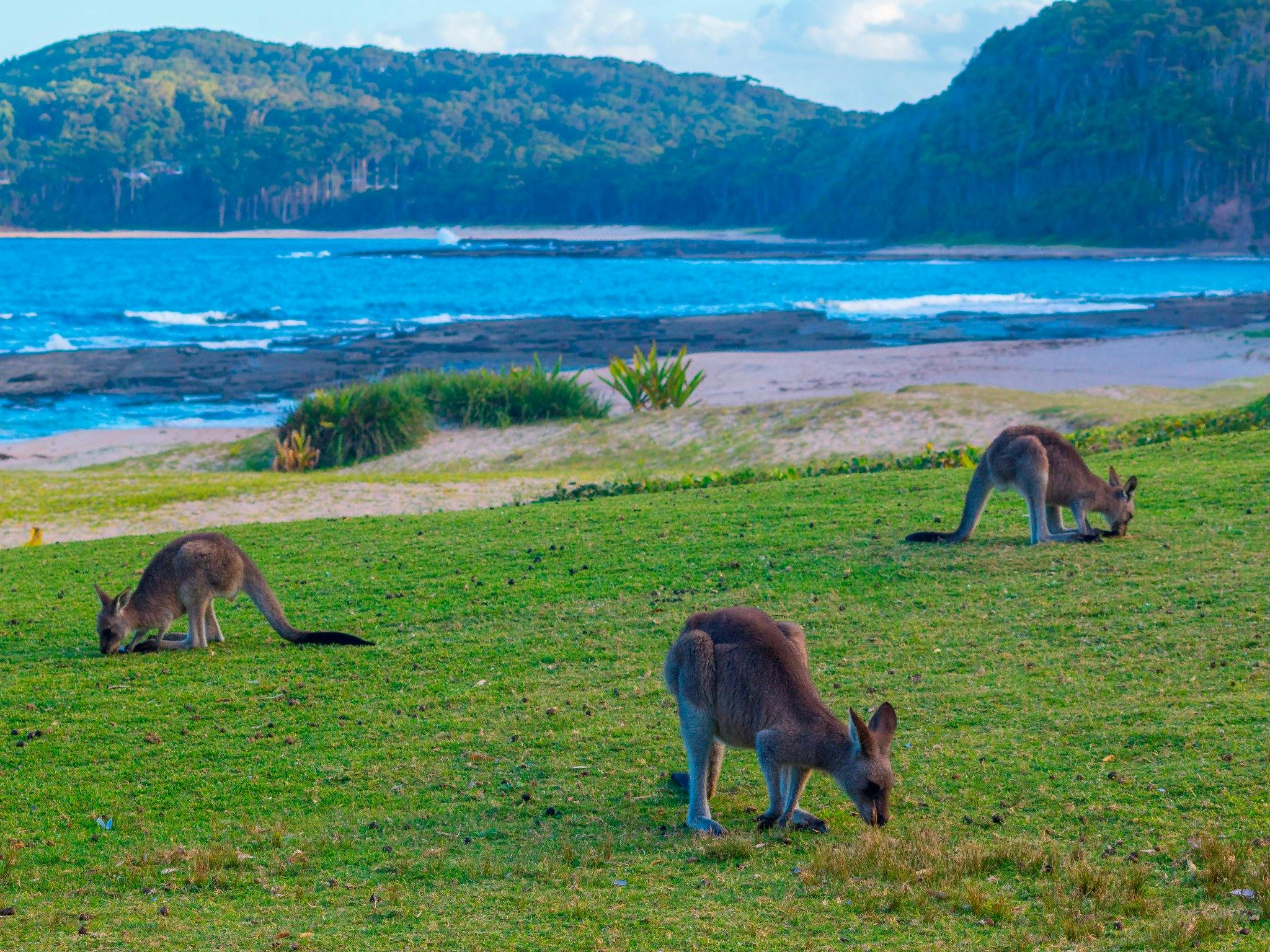 Pebbly Beach Kangaroos