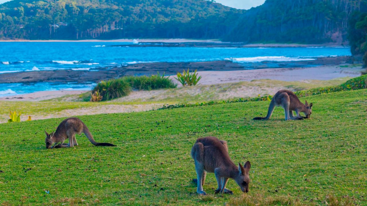 Pebbly Beach Kangaroos