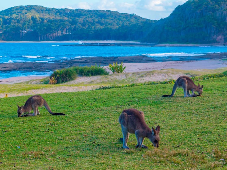 Pebbly Beach Kangaroos