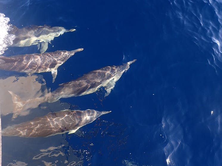 Swim with wild dolphins off the coast of Forster!