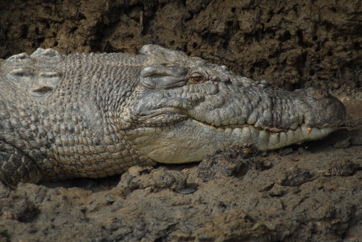 Daintree Wonder Tours