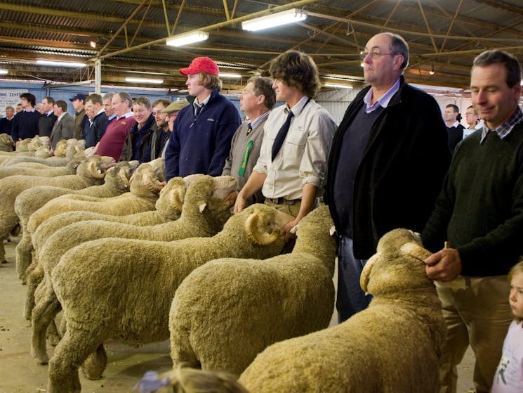 sheep show