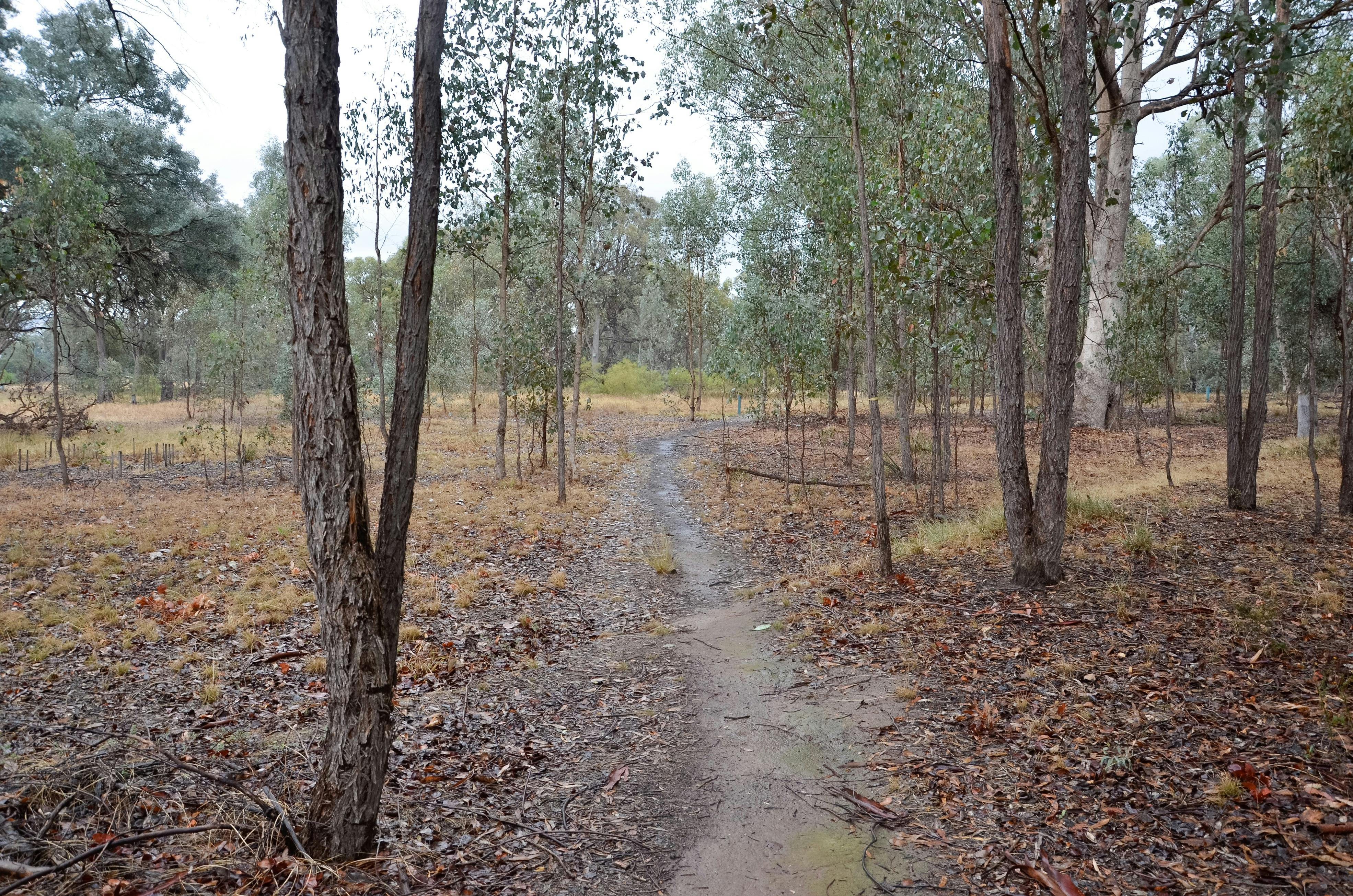 One of the walking paths at Stringybark Reserve.