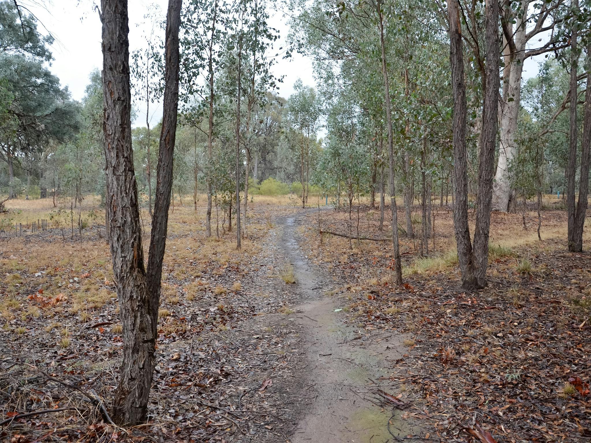 One of the walking paths at Stringybark Reserve.