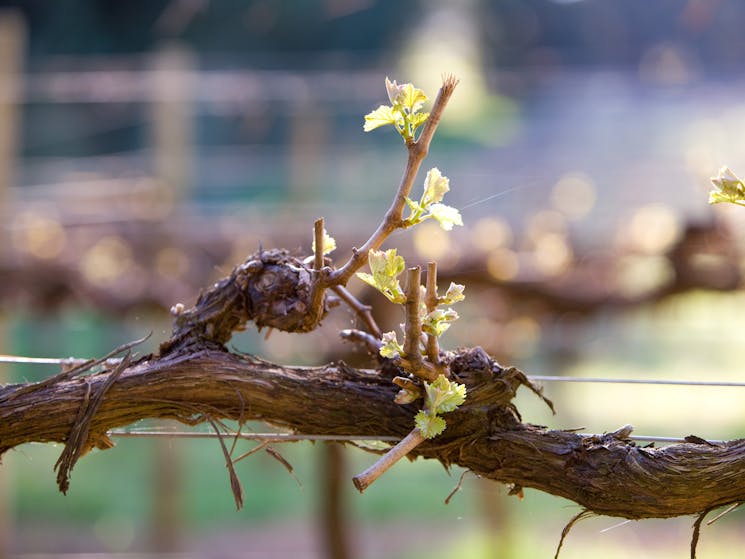New vine growth in early Spring, Brangayne Vineyard