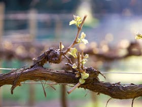 Brangayne of Orange Wines