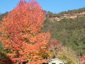 Beautiful Bush Setting