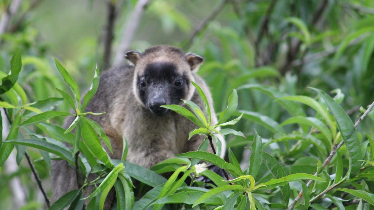 Lumholtz Tree-kangaroo Lumholtz Tree-kangaroo
