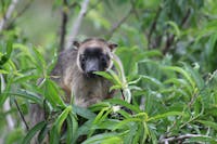 Lumholtz Tree-kangaroo