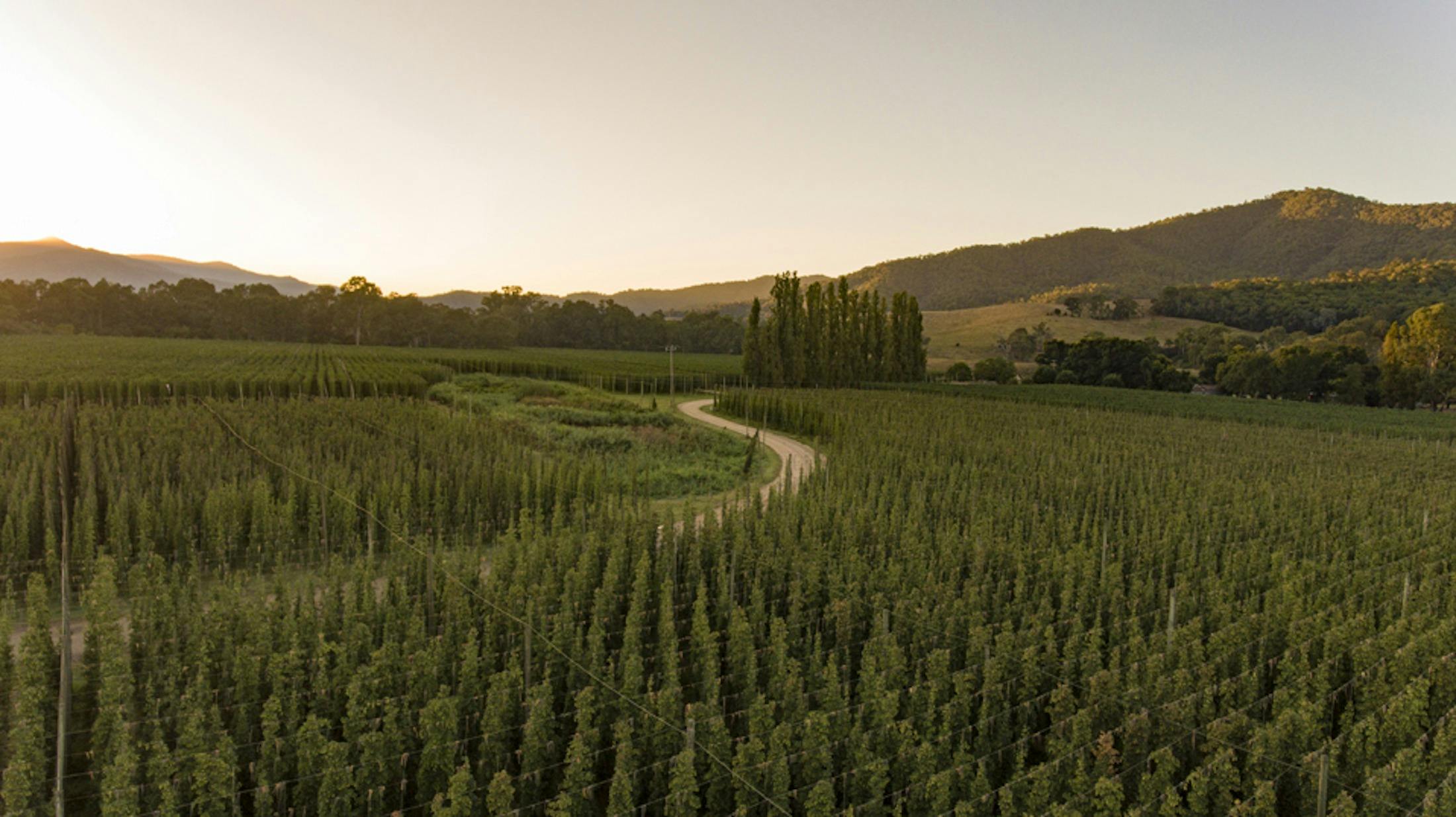 Hop field, Myrtleford