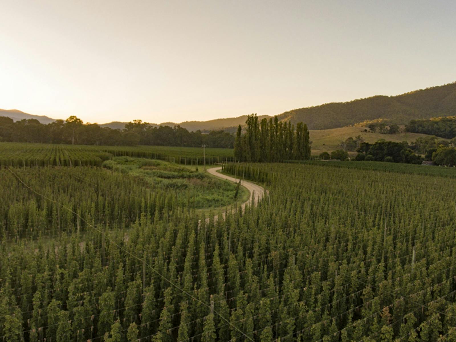 Hop field, Myrtleford