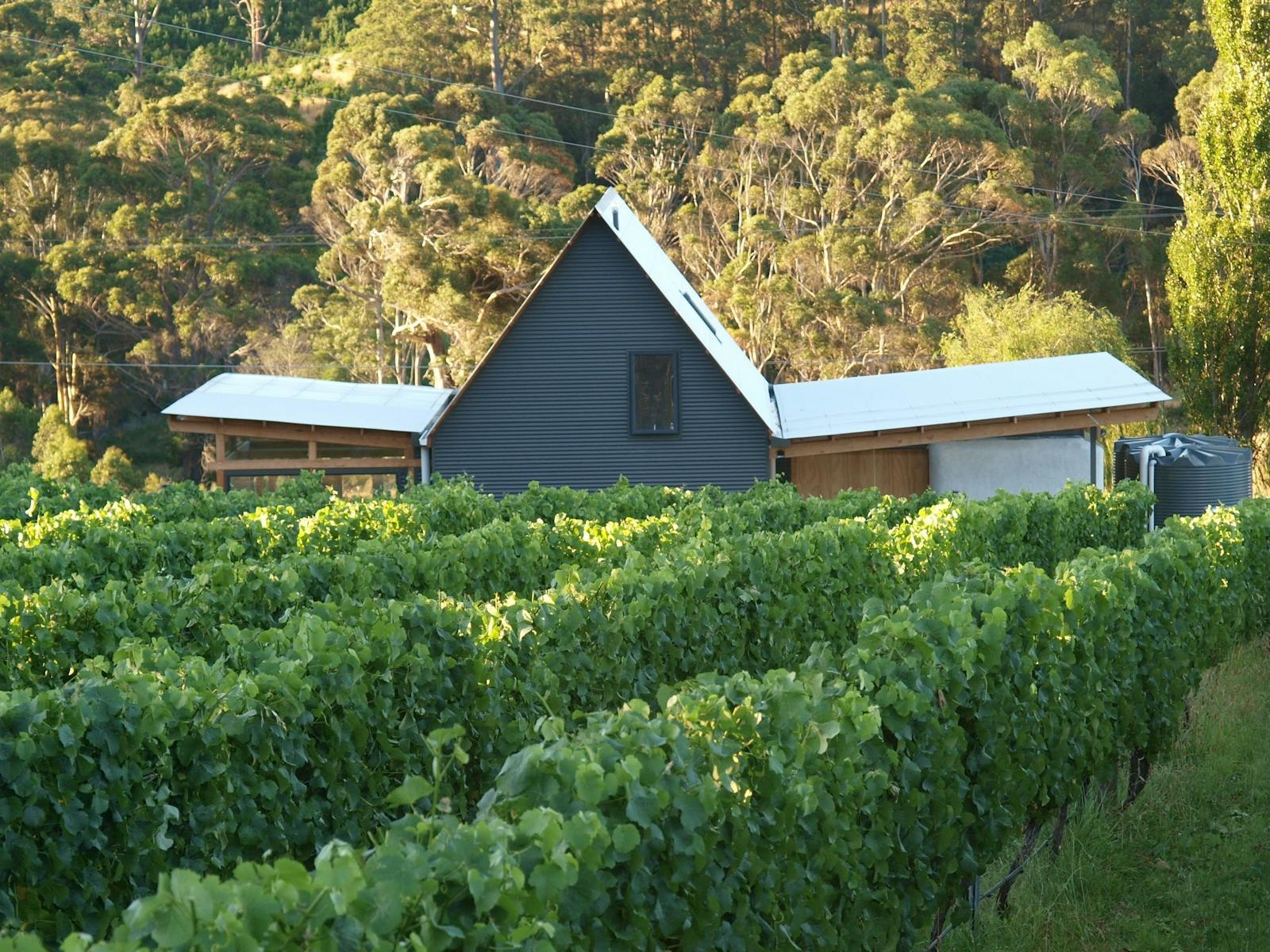 Two Bud Spur Vineyard