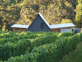 Two Bud Spur Vineyard