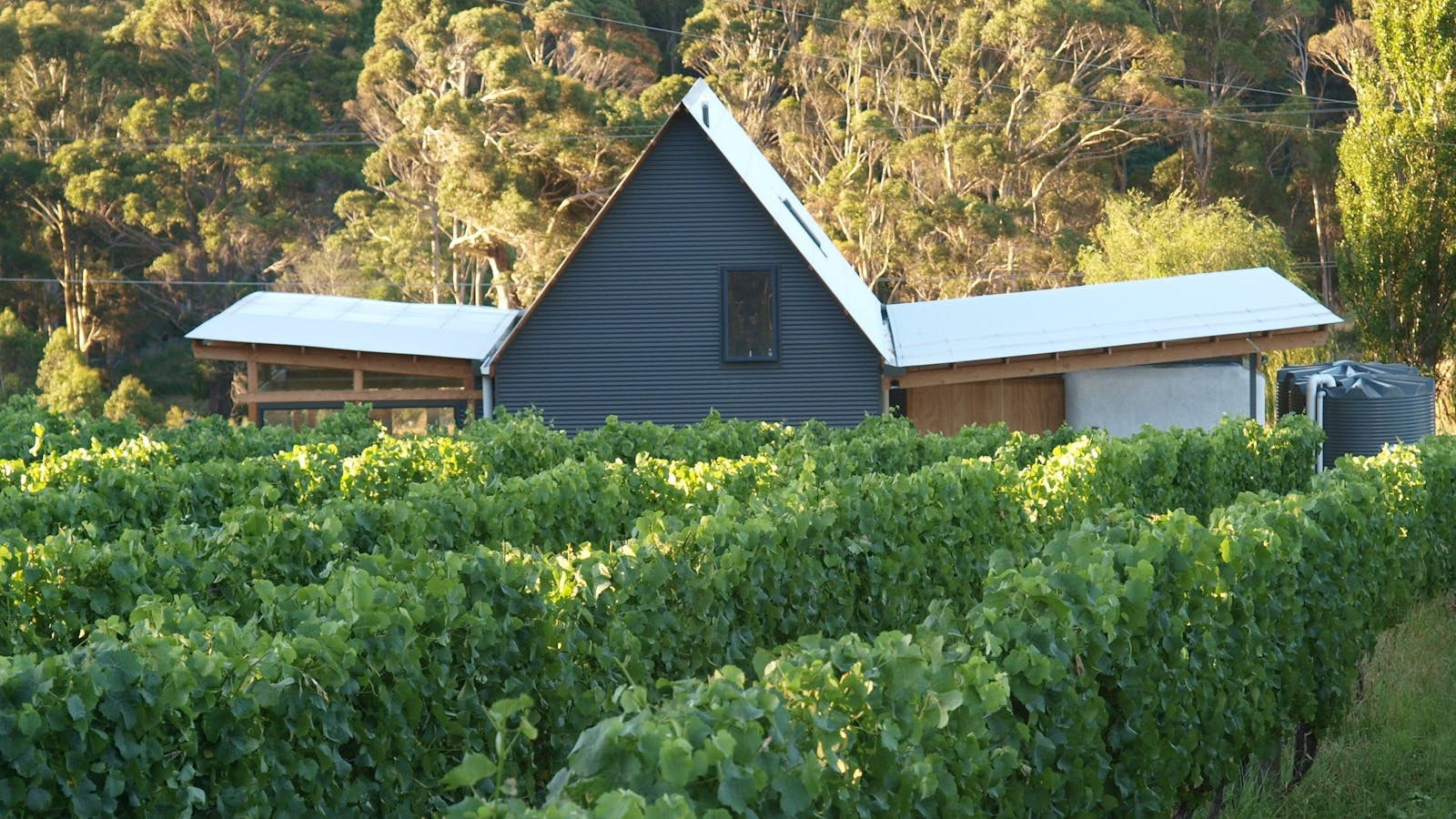 Two Bud Spur straw bale winery and cellar door