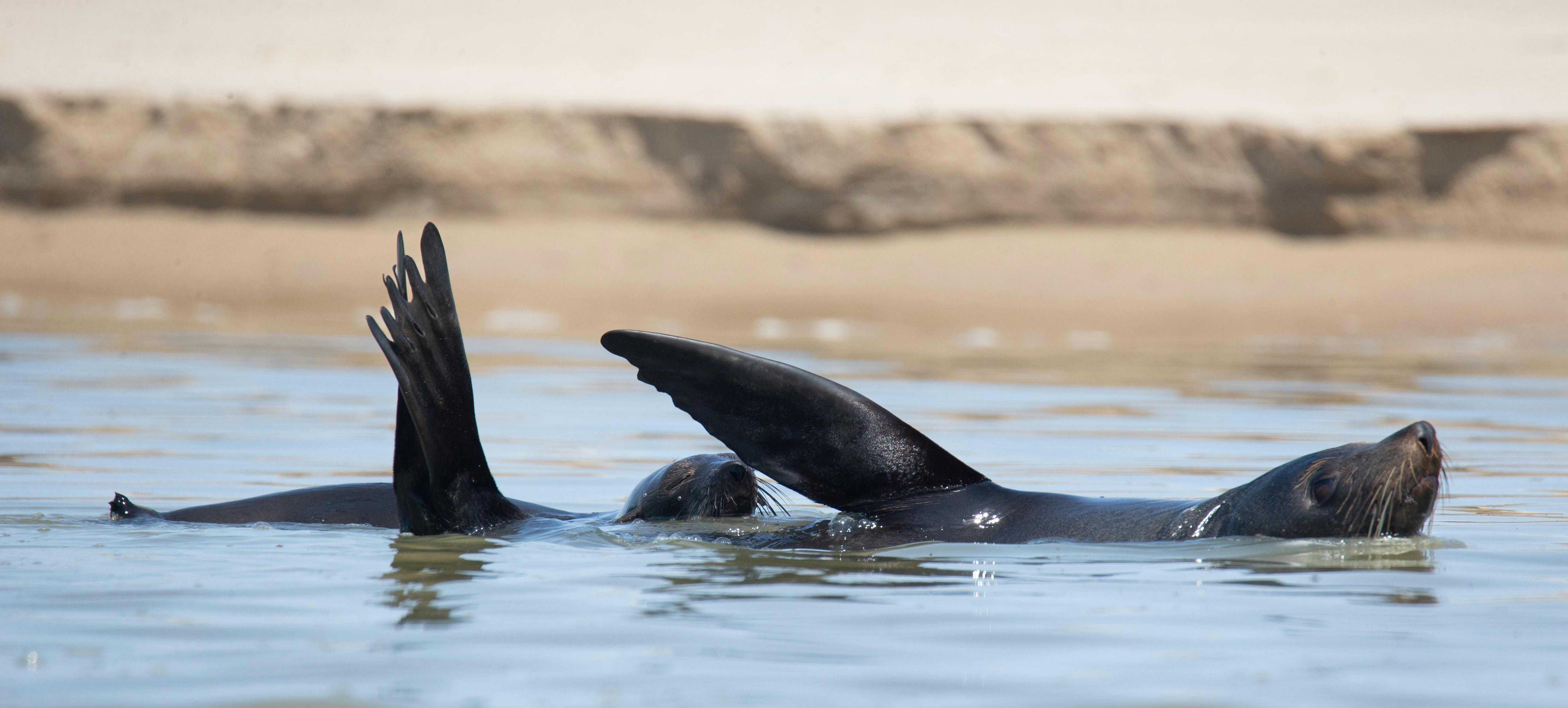 Seals in the Coorong