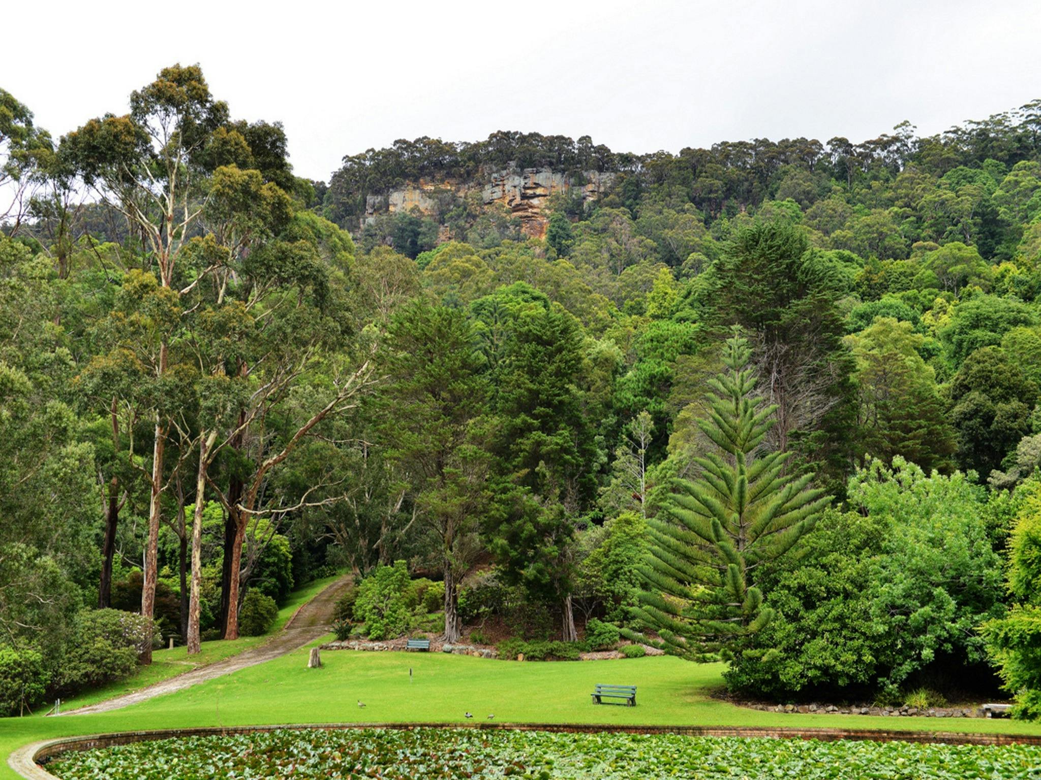 Illawarra Rhododendron Gardens Wollongong Visitnsw Com