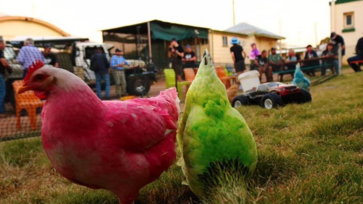 A photo of two colourful chickens at Ben's Chicken Racing, Tambo Western Queensland Attraction