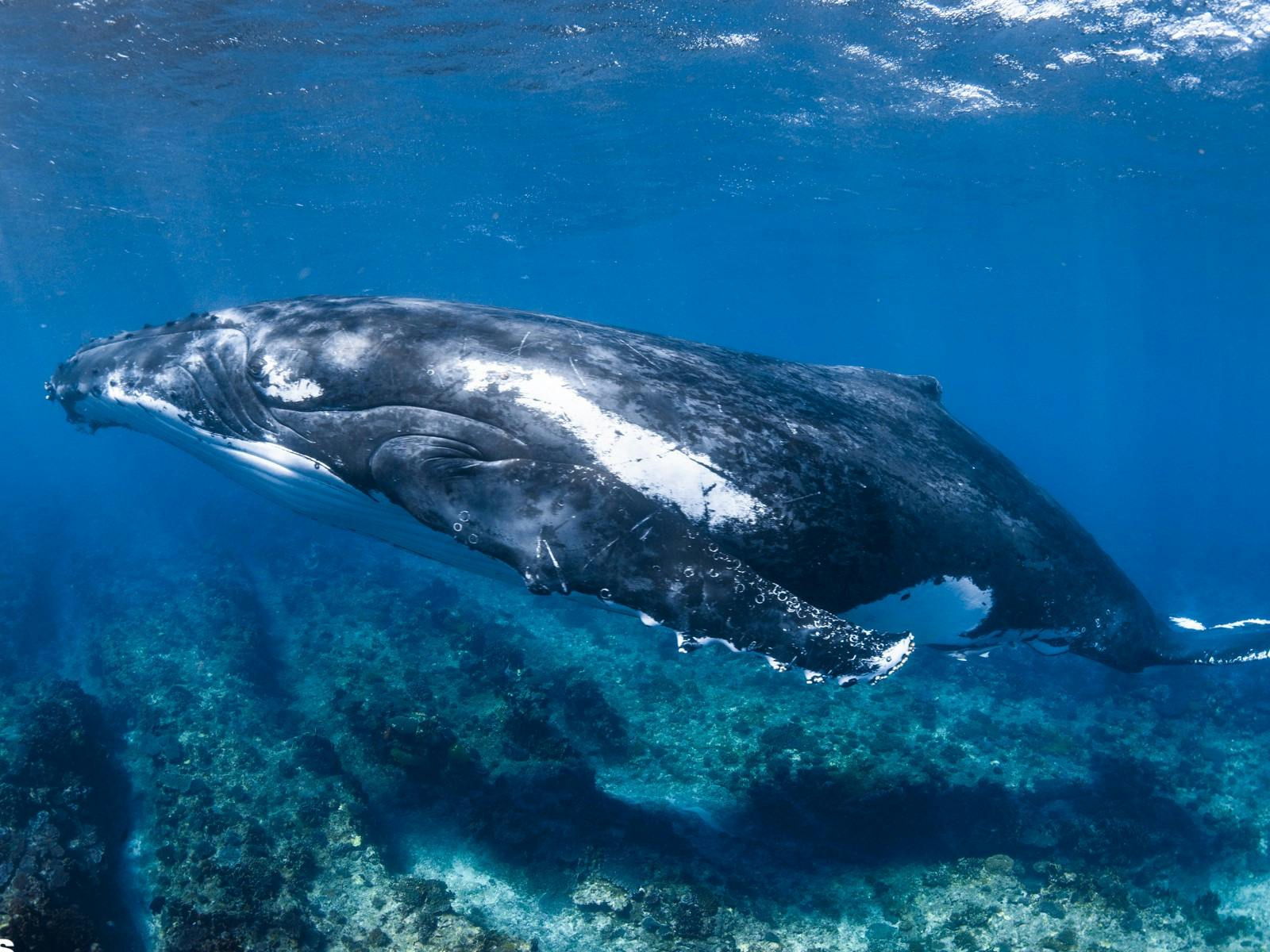Whale swim with Kings