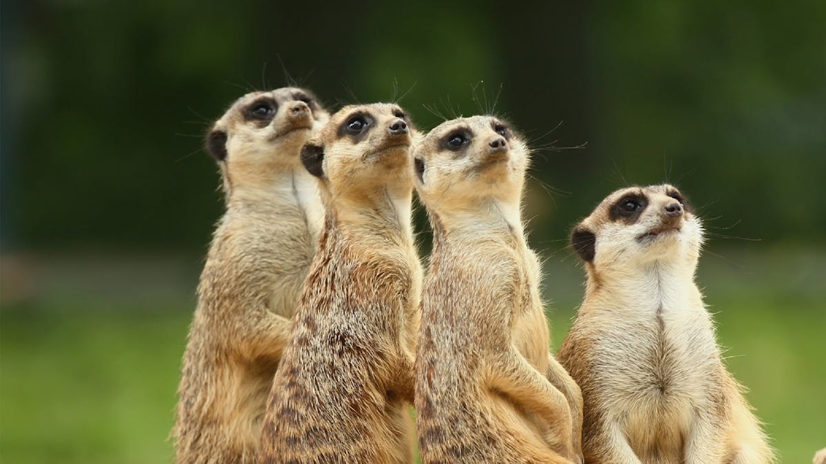Meet the Meerkats