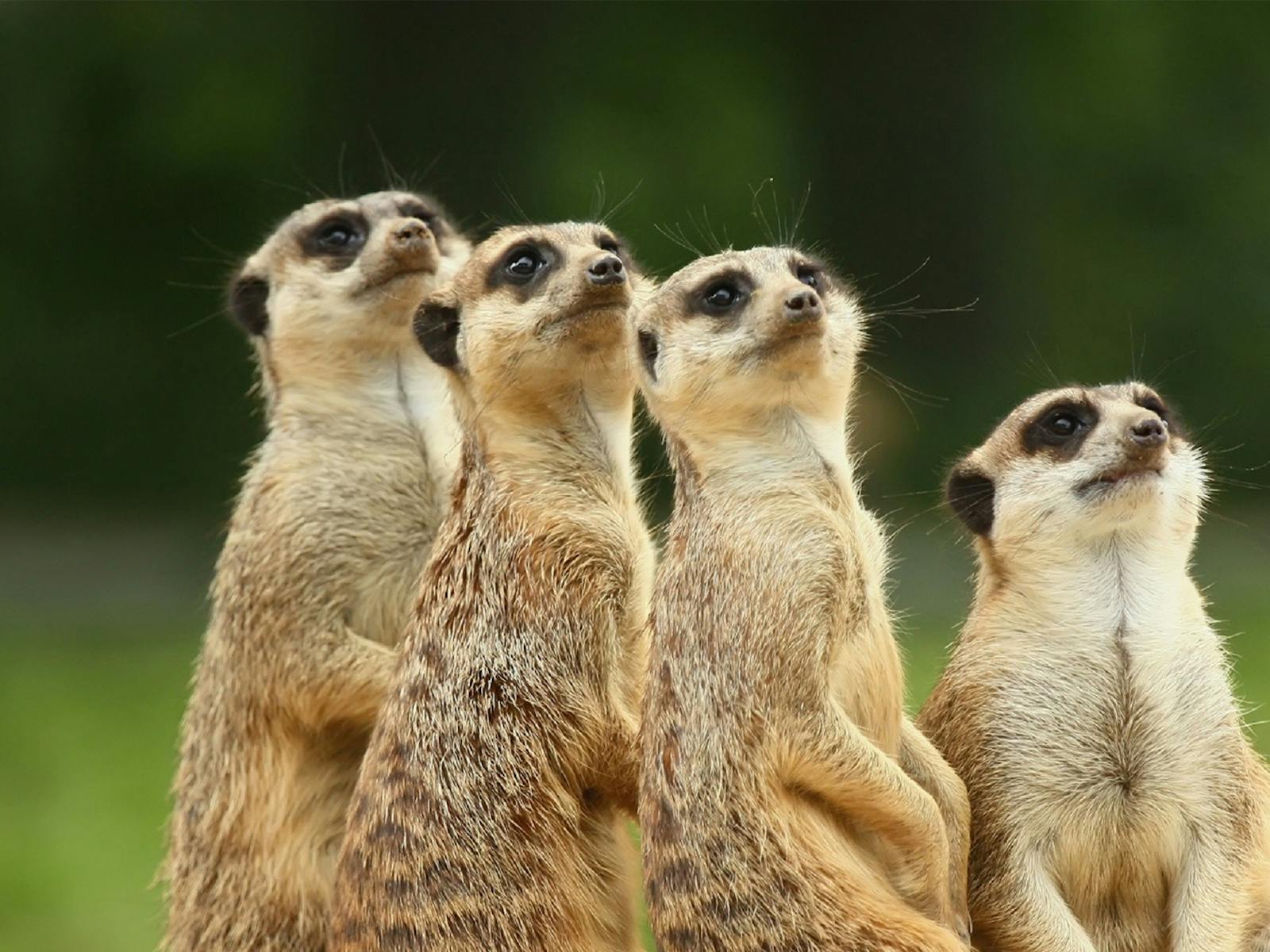 Meet the Meerkats