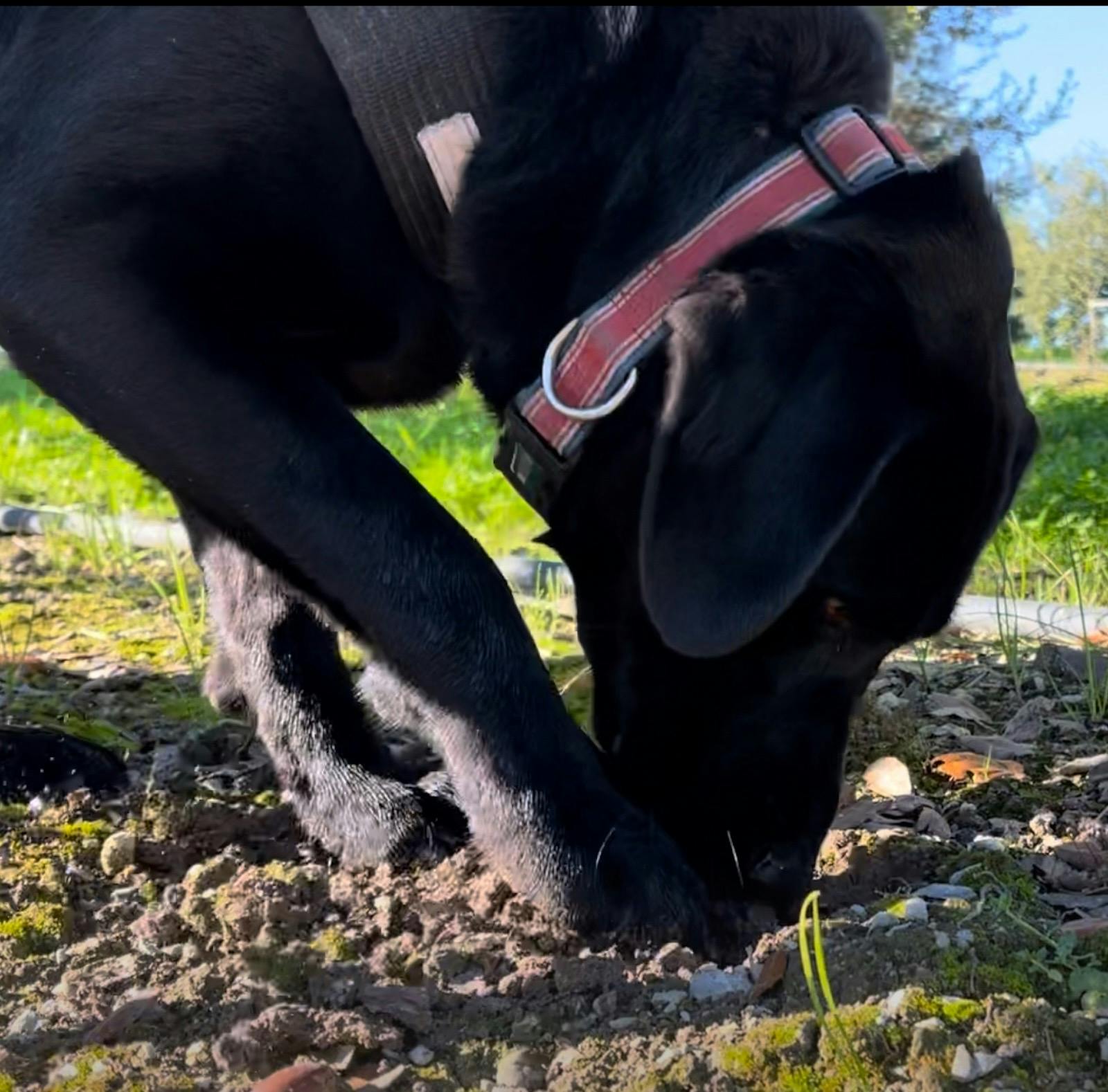 Black Labrador finding black truffle