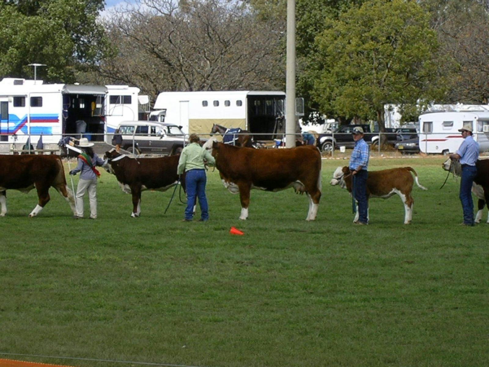 Cattle on parade at the Culcairn Show