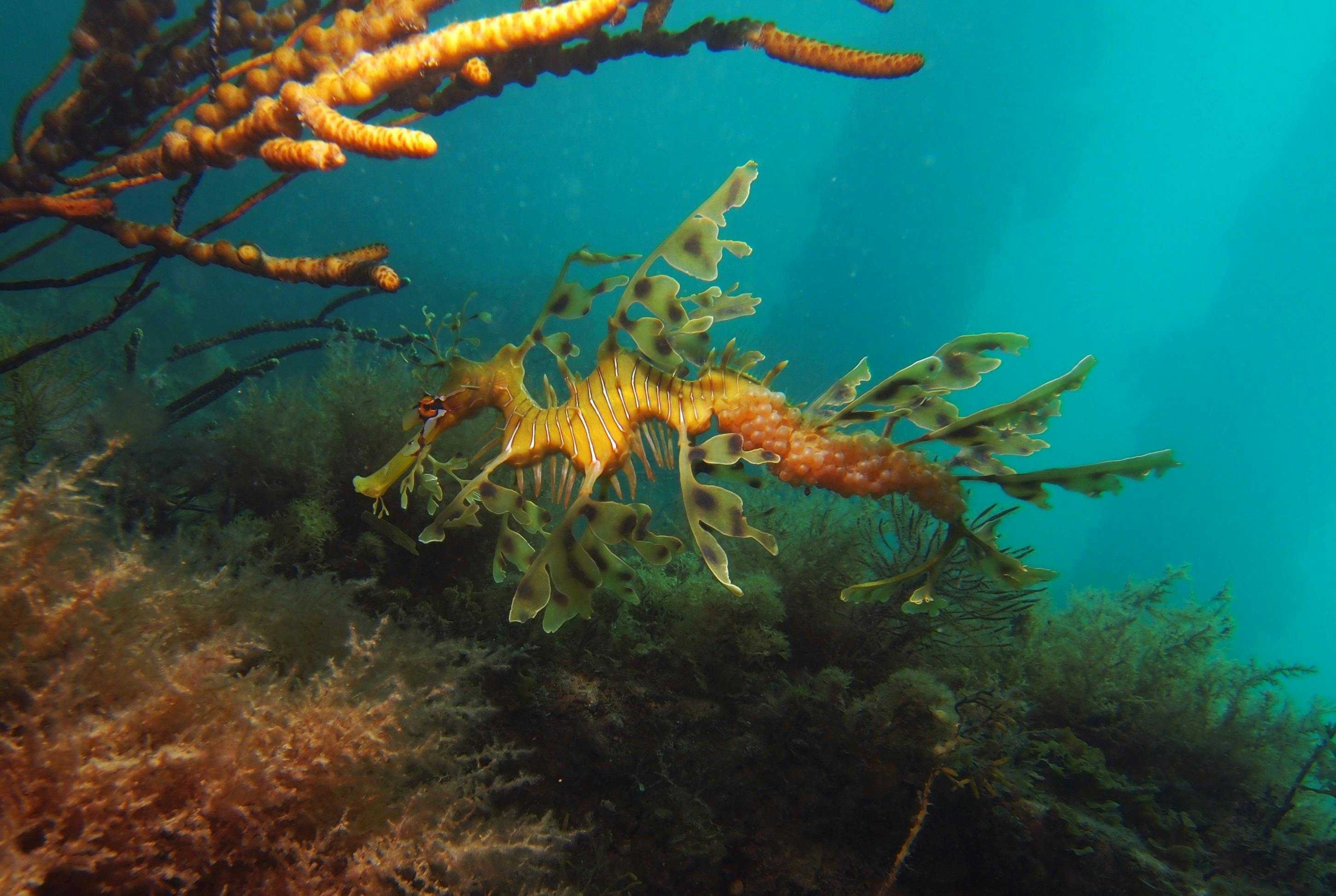 Leafy Seadragon carrying eggs, taken at Rapid Bay