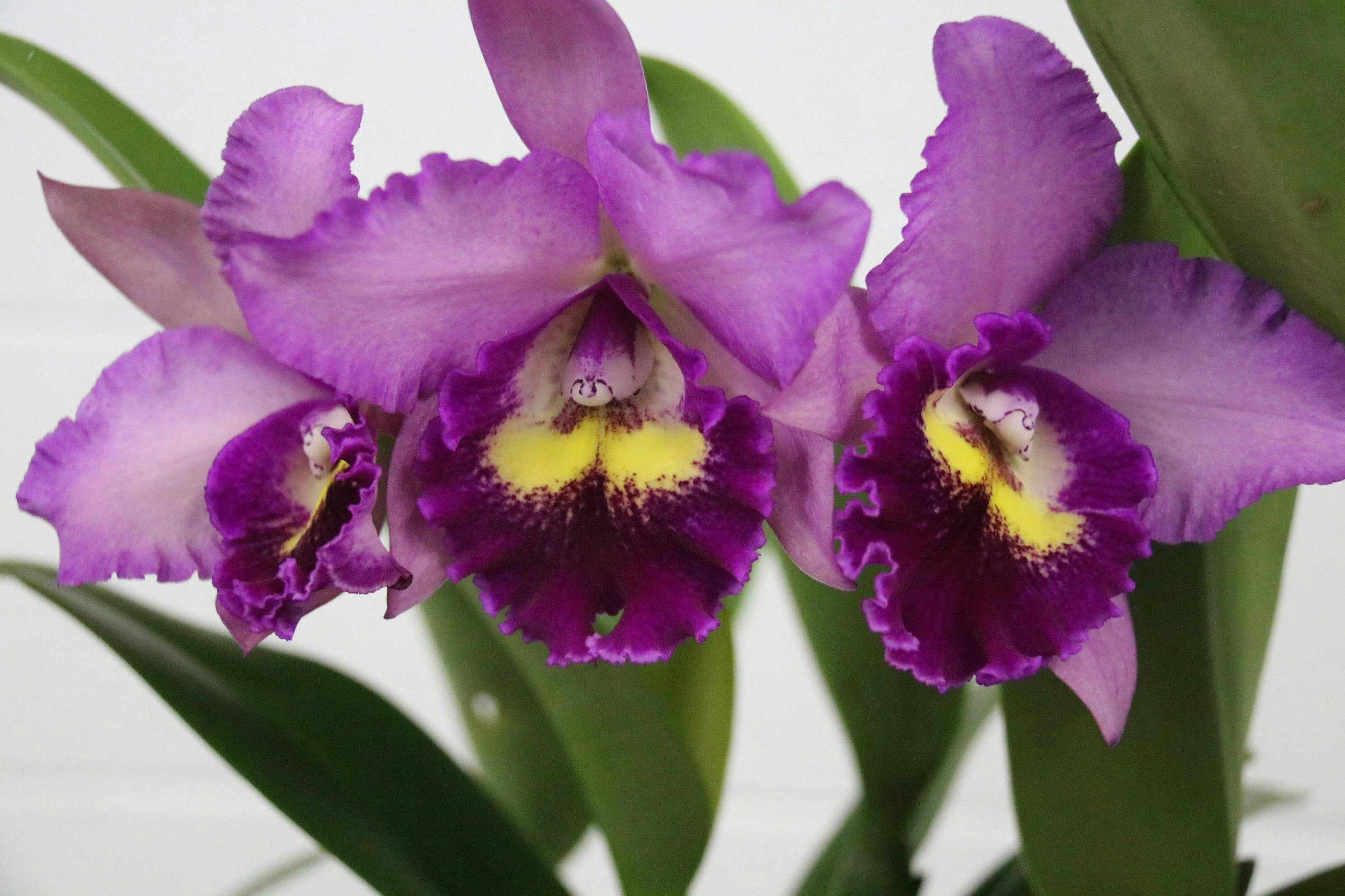 July Orchid Display Sydney, Australia Official Travel