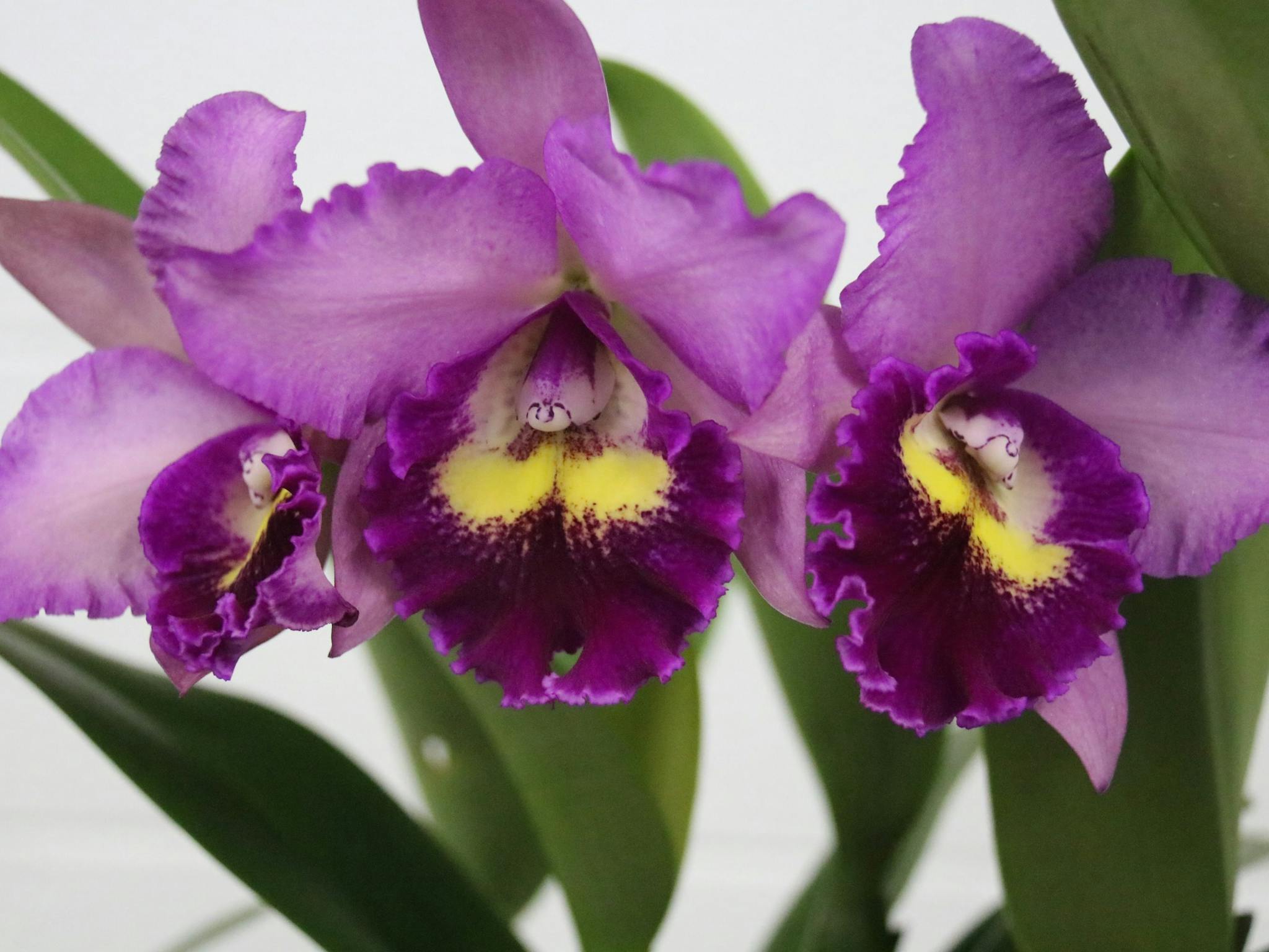 3 purple orchid blumes