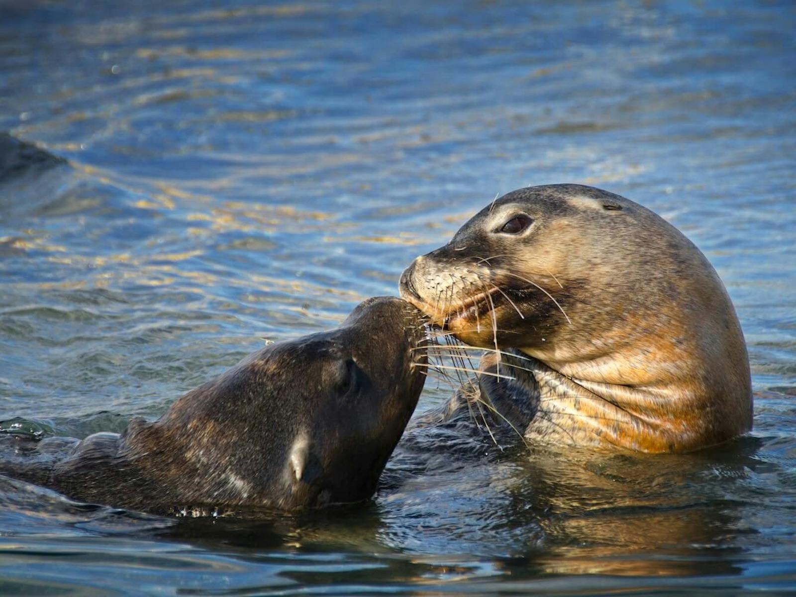 Margaret River Western Australia Seals