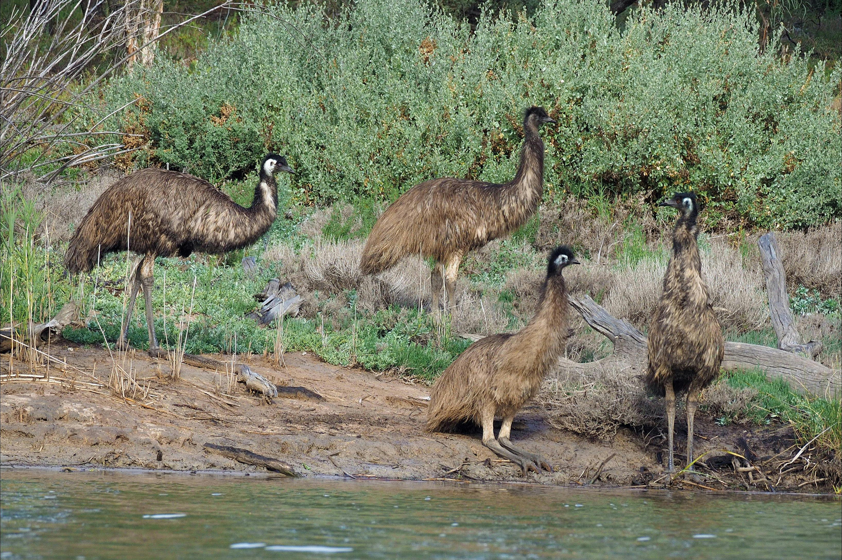 Emus drinking at the creek